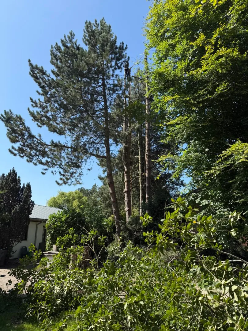 Bomen vellen Aalter
