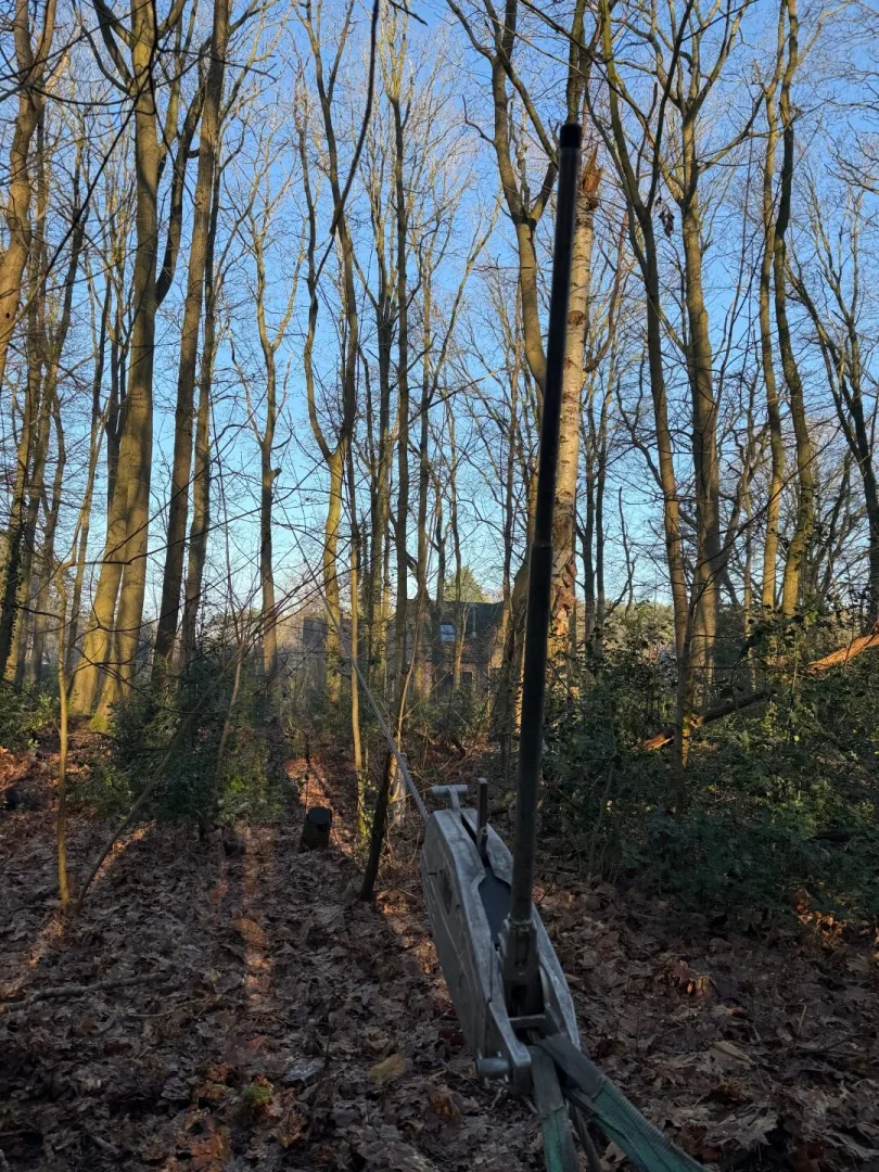 Bomen vellen Dendermonde 2