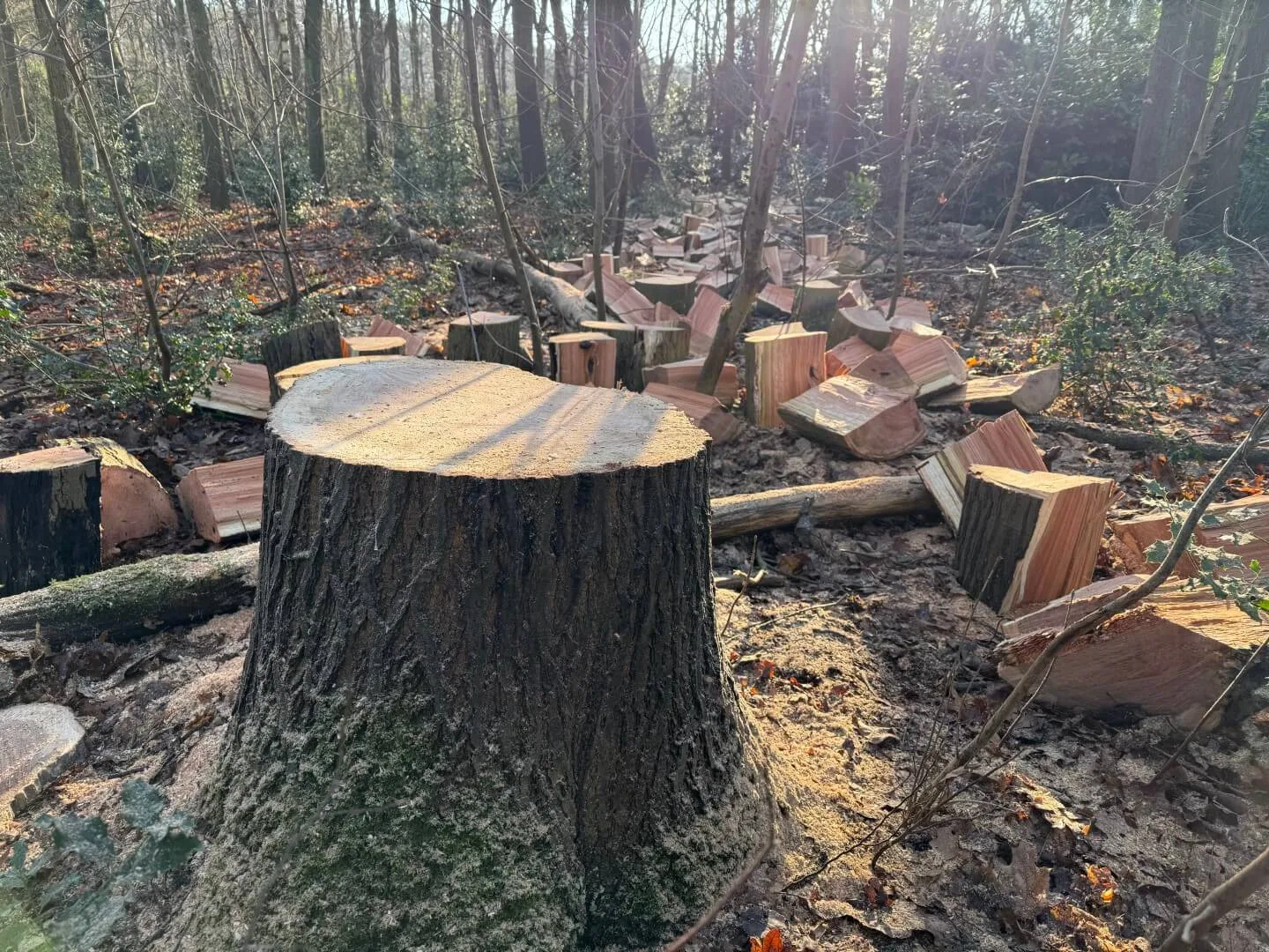 Bomen vellen Dendermonde 3