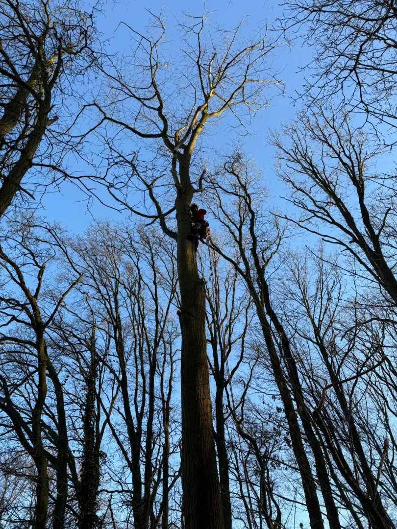 Bomen vellen Dendermonde