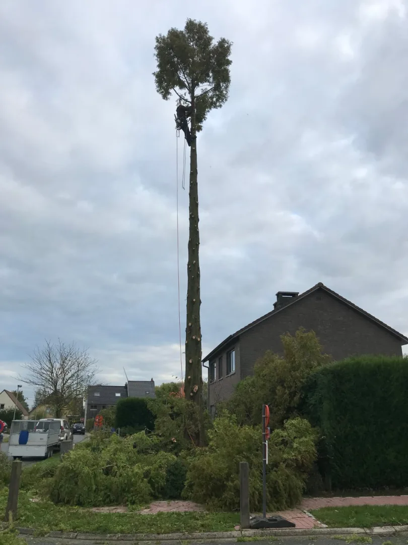 Bomen vellen Oosterzele Kraaienveldstraat 1