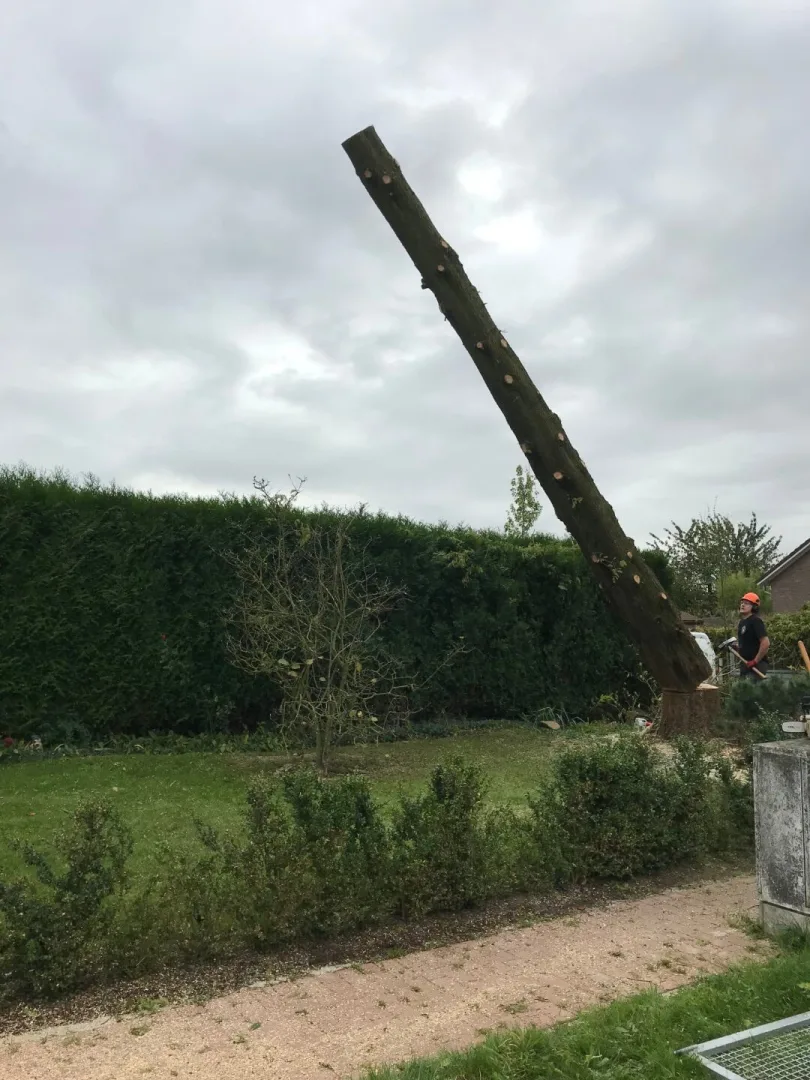 Bomen vellen Oosterzele Kraaienveldstraat 2