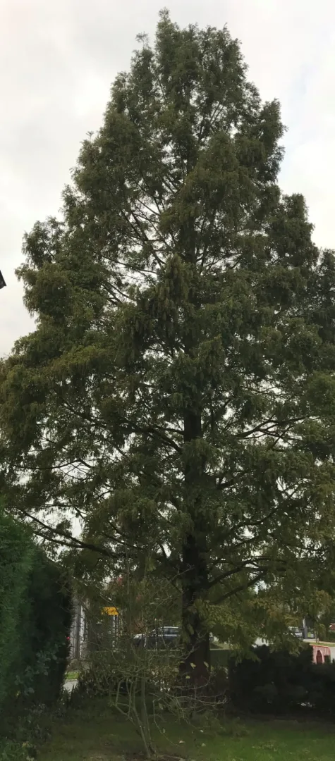 Bomen vellen Oosterzele Kraaienveldstraat