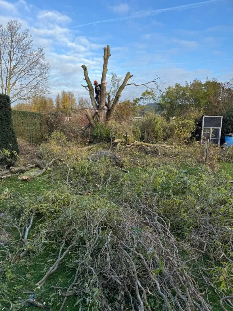Bomen vellen Wichelen Moeststraat 1