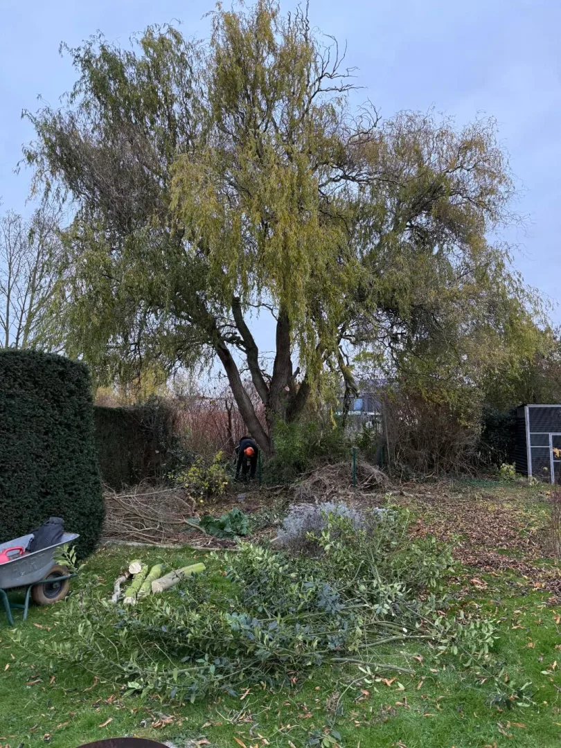 Bomen vellen Wichelen Moeststraat