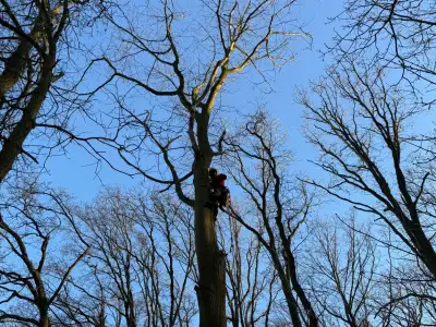 Bomen vellen en snoeien Bomen vellen en snoeien