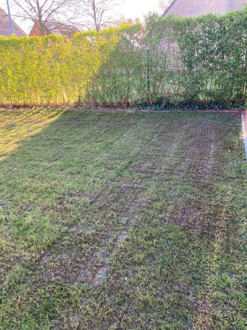 Tuinonderhoud Lebbeke Meysveld Verticuteren 2