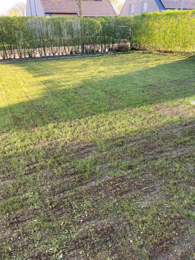 Tuinonderhoud Lebbeke Meysveld Verticuteren
