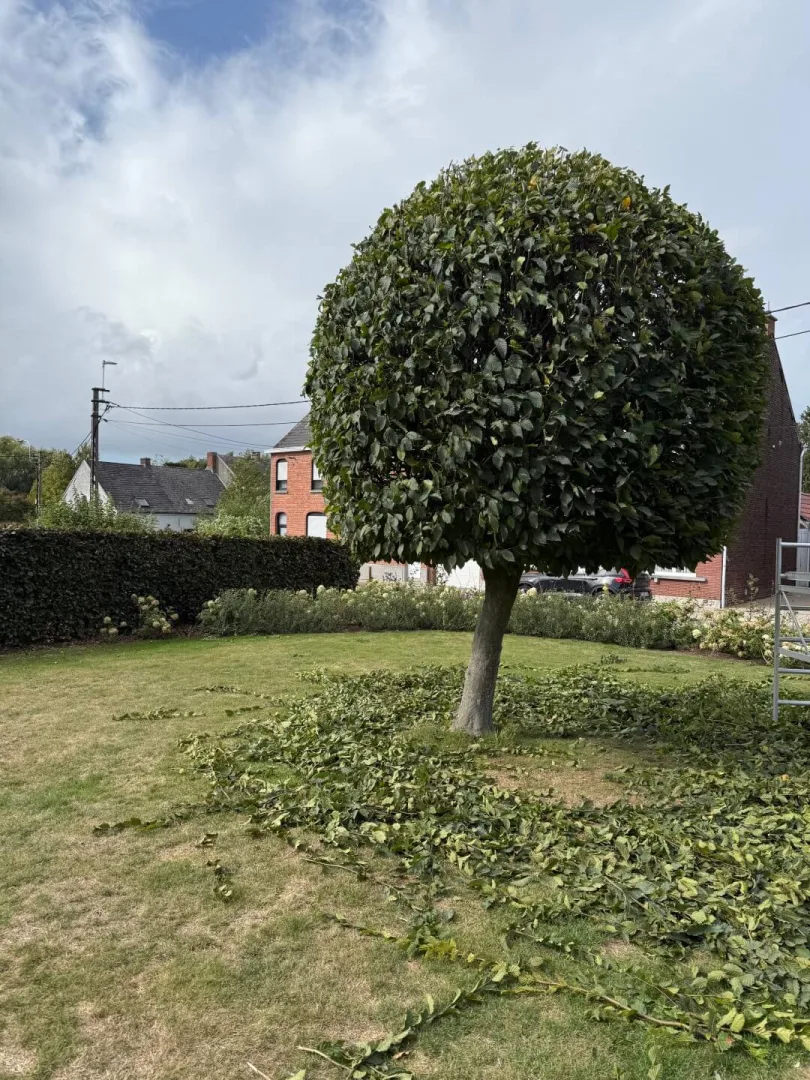 Tuinonderhoud Lede Heiplasweg 2